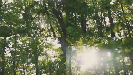森林和树木透过车窗高清在线视频素材下载