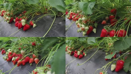 种植园里的草莓高清在线视频素材下载