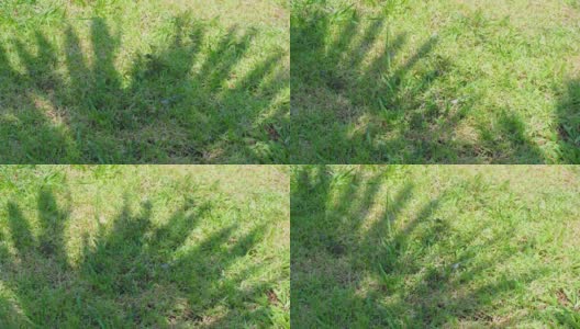 棕榈树和棕榈叶的影子被自然的风吹在绿色的草坪上。b - roll 4 k镜头高清在线视频素材下载