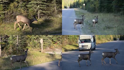 一对棕色的鹿穿过马路，在国家公园的森林里跳跃高清在线视频素材下载