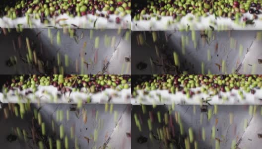 橄榄油研磨机中橄榄的清洗过程高清在线视频素材下载