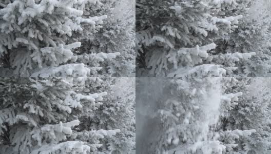公园里覆盖着积雪的冷杉树。雪花从云杉树枝上美丽地飘落下来。冬天的童话，树在雪中囚禁。高清在线视频素材下载