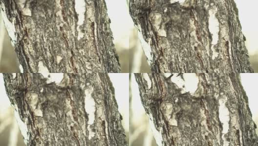 白桦树树干在自然界与绿色的背景近距离高清在线视频素材下载