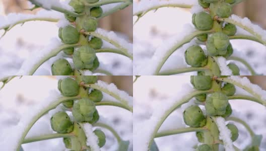 在冬天，抱子甘蓝在白雪覆盖的田野上生长高清在线视频素材下载
