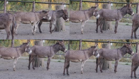 两只驴在农场栅栏里一起玩耍和奔跑——慢镜头高清在线视频素材下载