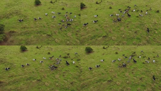 鸟瞰图牛群在绿色的夏季草地上吃草。在阳光明媚的日子里，在草地上的黑白奶牛。大的牲畜。农场景观鸟瞰图的牛群在绿色牧场。高清在线视频素材下载