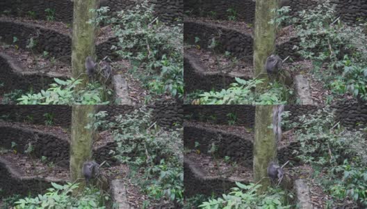 印度尼西亚热带森林藤本植物上的小猴子家庭。高清在线视频素材下载