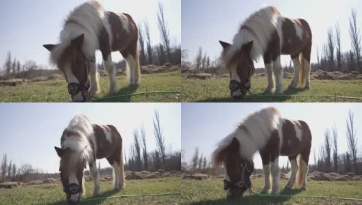 在动物救助中心，小马驹正在草地上吃草高清在线视频素材下载