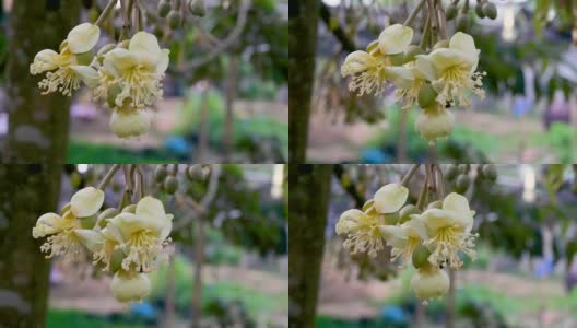 早晨的榴莲园中，蜜蜂正在采摘黄色的榴莲花蕾高清在线视频素材下载
