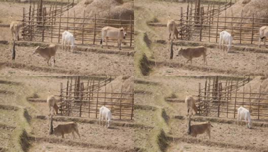 收获后的牛在田野里。田野的干旱。高清在线视频素材下载
