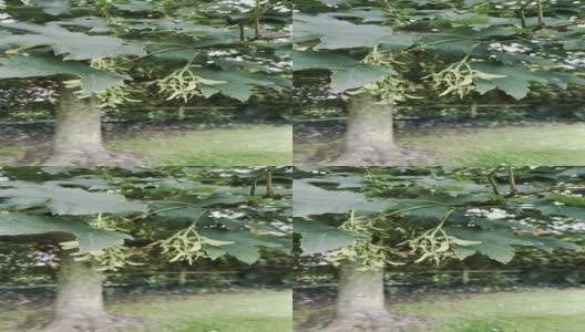 梧桐树，带着种子和一只来访的苍蝇与树叶互动高清在线视频素材下载