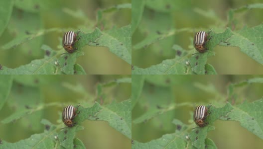 一只科罗拉多土豆甲虫正在啃一片绿色的土豆叶子高清在线视频素材下载