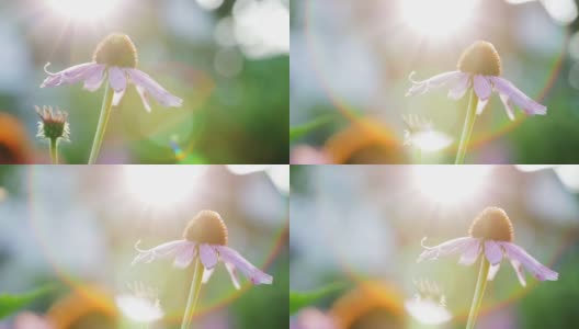 紫锥菊的花和芽在夕阳下模糊的黄昏花园的背景上靠近。模糊背景上的锥花。抽象的自然背景。高清在线视频素材下载
