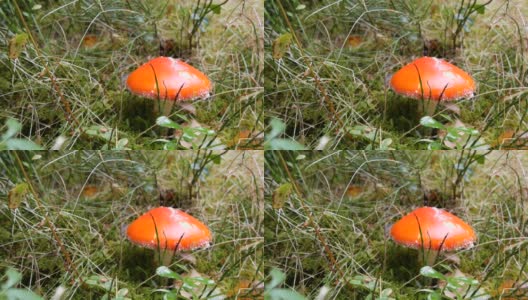 大红蝇木耳在草秋天在10月。蘑菇的收获季节高清在线视频素材下载