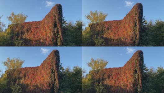 秋天，鲜艳的红绿野酒爬山虎的叶子覆盖着废弃的房子的一堵墙。黄叶树在阳光明媚的蓝天下随风摇曳。风景优美的爬山虎。高清在线视频素材下载