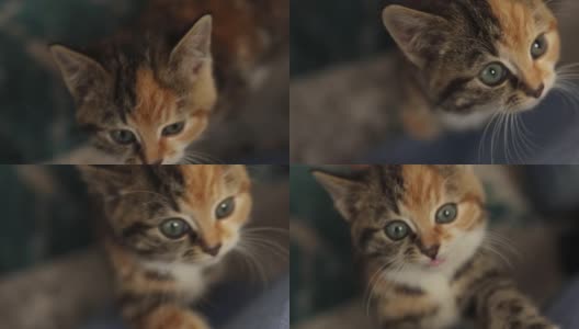 近景虎斑灰色姜黄色多色小猫脸肖像大蓝眼睛高清在线视频素材下载