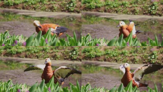 在阳光明媚的日子里，红鸭在池塘边清洗自己的羽毛，拍打着翅膀高清在线视频素材下载