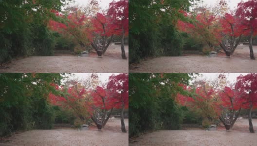 韩国的秋天正落叶如织。雨天高清在线视频素材下载