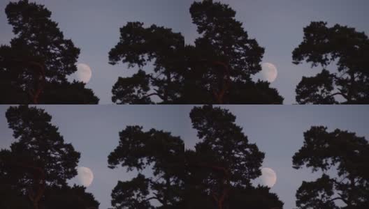 高大树木间的满月高清在线视频素材下载