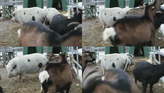 山羊和猪——德国的“Streichelzoo”高清在线视频素材下载