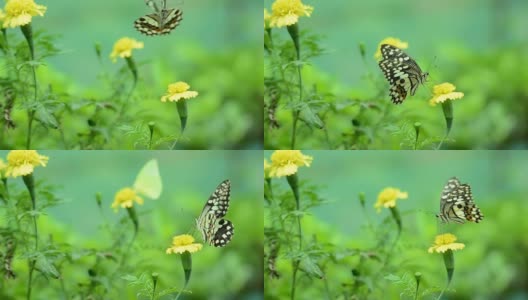 蝴蝶吃花粉高清在线视频素材下载