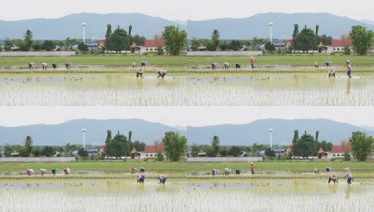 农民通过插秧种植水稻。高清在线视频素材下载