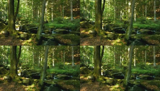 岩石溪在春天森林多莉拍摄(4K/超高清高清)高清在线视频素材下载