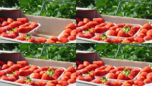 采摘草莓高清在线视频素材下载