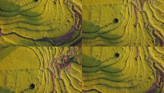 无人机在中国罗平油菜花田上空的鸟瞰图高清在线视频素材下载