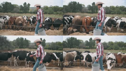墨西哥农民喂牛高清在线视频素材下载