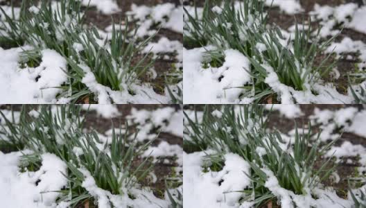 绿油油的草地上覆盖着一层雪，在春季降雪期间特写。高清在线视频素材下载