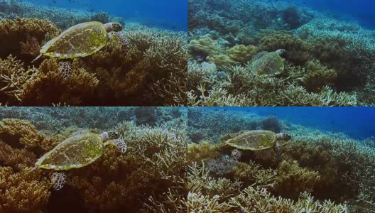 玳瑁海龟游过珊瑚礁边缘与硬和软珊瑚进入蓝色的深海水域。拉贾安帕克里岛，西巴布亚，印度尼西亚高清在线视频素材下载