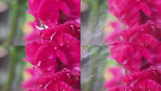 红玫瑰的水滴，玫瑰的臀部高清在线视频素材下载