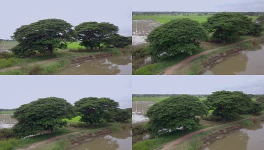 大树自然河畔绿色农场高清在线视频素材下载