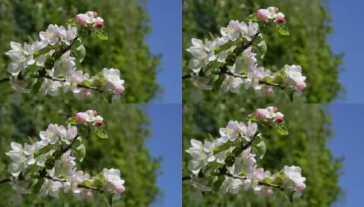 苹果树上美丽的花，春天的花-库存素材高清在线视频素材下载