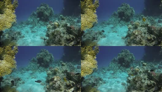 热带鱼和珊瑚礁。一个温暖的海洋。潜水。高清在线视频素材下载