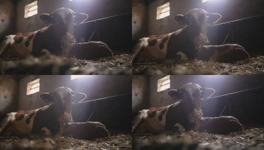 农舍里的奶牛高清在线视频素材下载