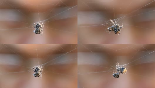 蜘蛛和猎物，由昆虫学家观察高清在线视频素材下载