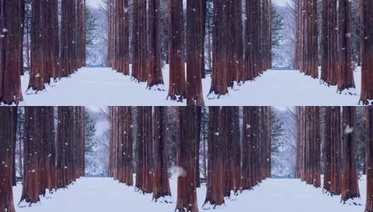 韩国奈美岛的排树和雪花。高清在线视频素材下载
