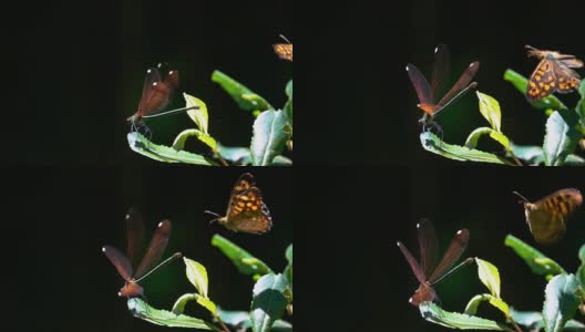 蝴蝶和蜻蜓高清在线视频素材下载