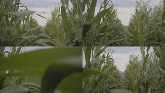 一个人正走在玉米植株之间的小路上高清在线视频素材下载