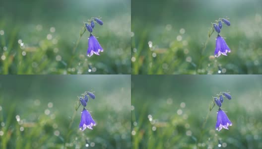 绿油油的草地上，晨露中盛开的蓝铃花。慢动作高清在线视频素材下载