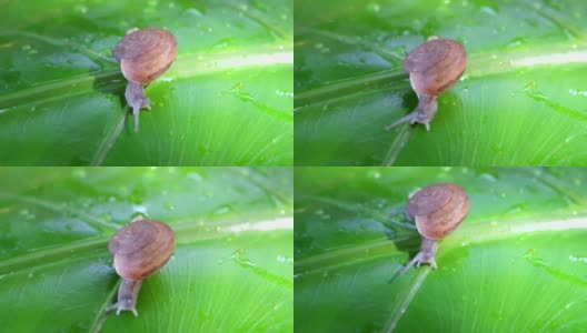 雨停后，小蜗牛在绿叶上慢慢地爬，高清在线视频素材下载