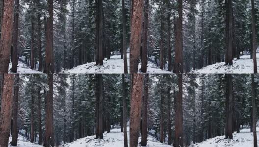 加州红杉林降雪高清在线视频素材下载