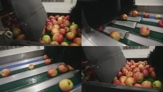 传送带上干净新鲜的苹果高清在线视频素材下载