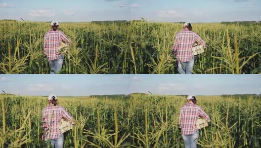 一个农民在玉米地里用一个木箱高清在线视频素材下载