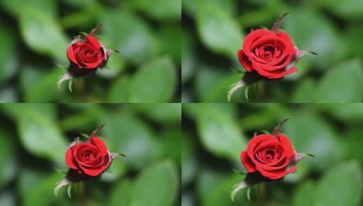 红玫瑰绽放时间间隔4k高清在线视频素材下载