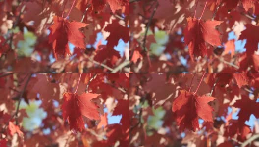 秋天或秋天的颜色在一个公园在十月高清在线视频素材下载