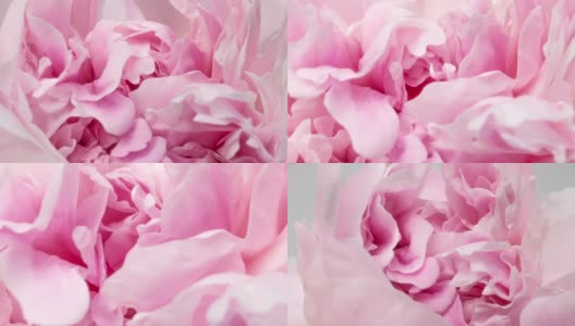 美丽的粉红牡丹背景。户外盛开的牡丹花，时光流逝，特写。宏高清在线视频素材下载