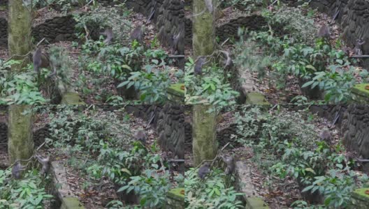 一科猴子爬上印度尼西亚热带森林的藤本植物。高清在线视频素材下载